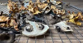 Paddenstoelen drogen