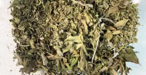 Basilicum drogen