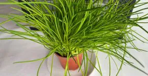 Bieslook drogen