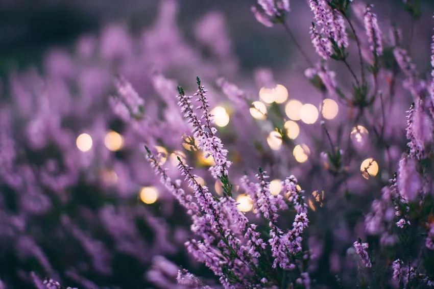 lavendel drogen