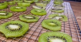 Kiwi drogen in voedseldroger